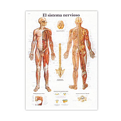 El Sistema Nervioso - Lámina Anatomía