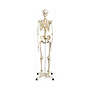 esqueleto humano completo de 170cm de alto y con soporte de ruedas Frontal