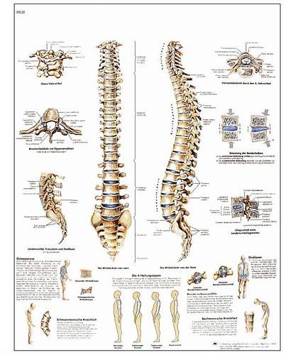 La Columna Vertebral - Lámina Anatomía