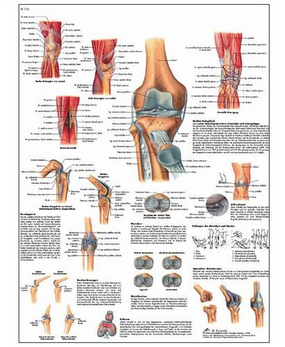 La Articulación De La Rodilla - Lámina Anatomía